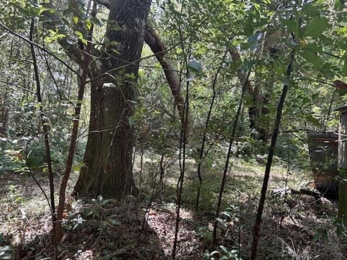 Picture of Residential Land For Sale in Seville, Florida, United States