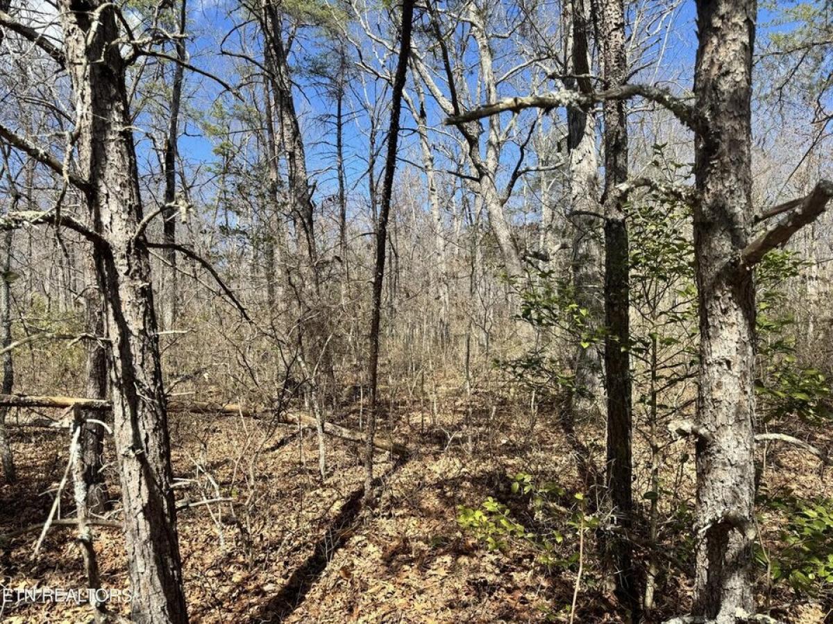 Picture of Residential Land For Sale in Monterey, Tennessee, United States