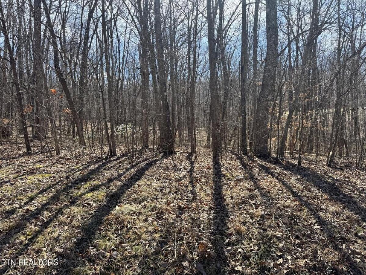 Picture of Residential Land For Sale in Monterey, Tennessee, United States