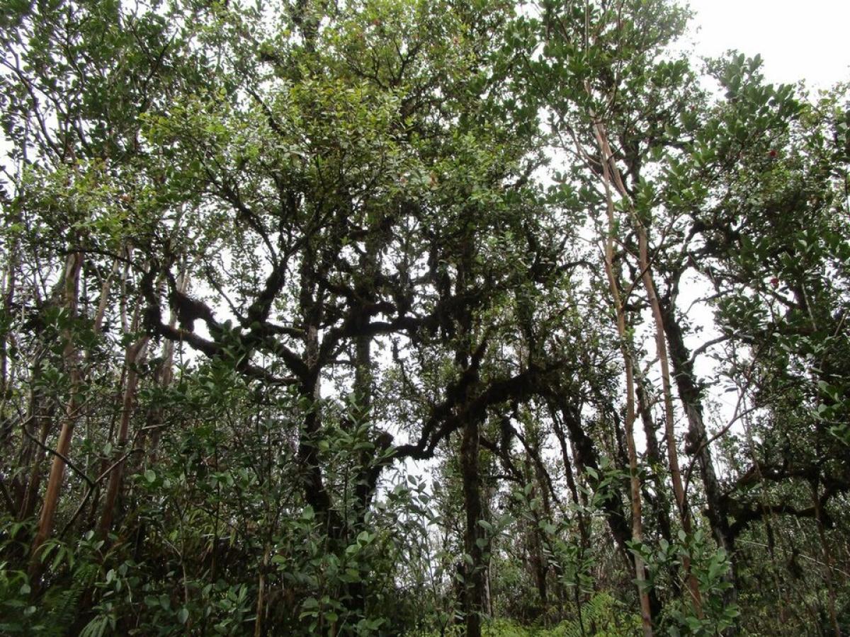 Picture of Residential Land For Sale in Mountain View, Hawaii, United States