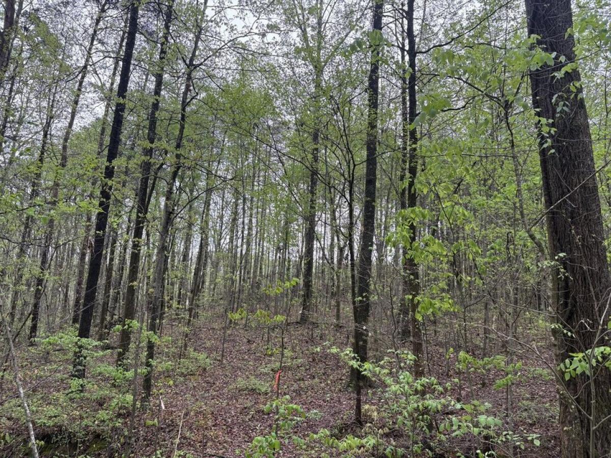 Picture of Residential Land For Sale in Lafayette, Georgia, United States