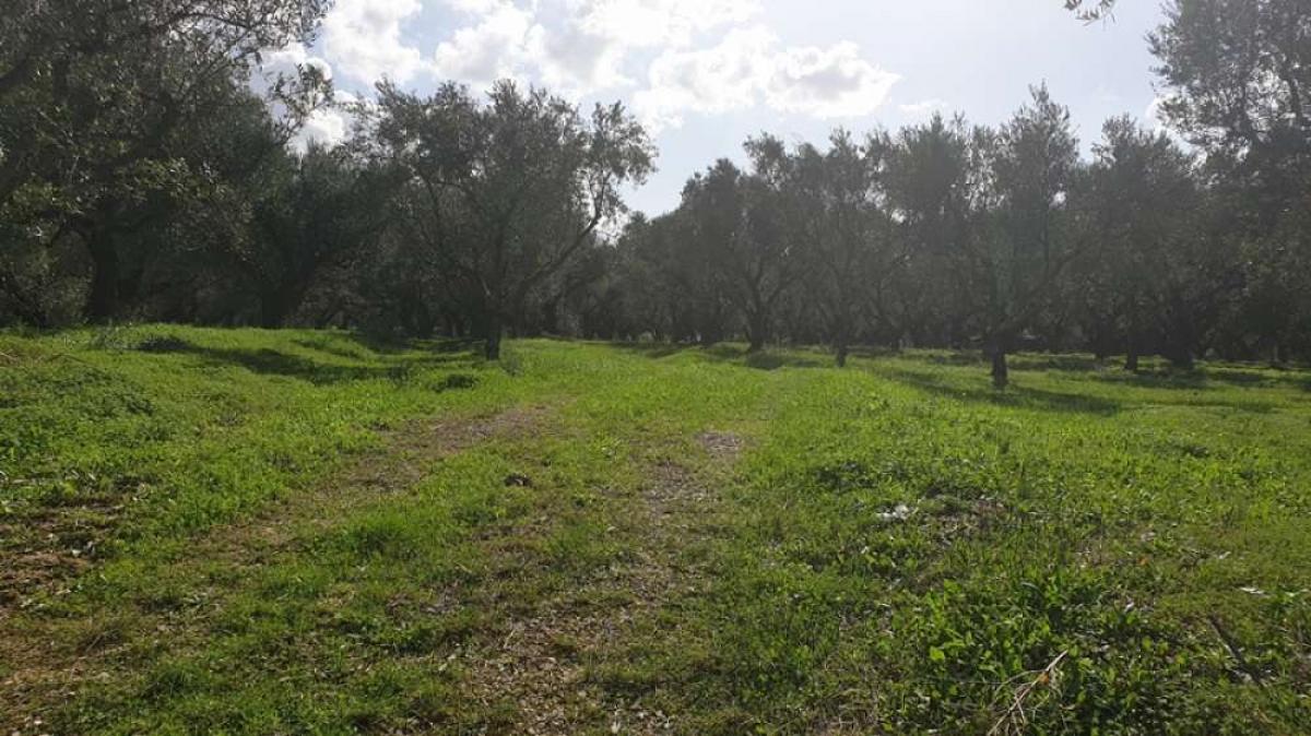 Picture of Residential Land For Sale in Zakinthos, Attica, Greece