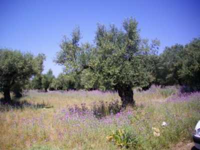 Residential Land For Sale in 