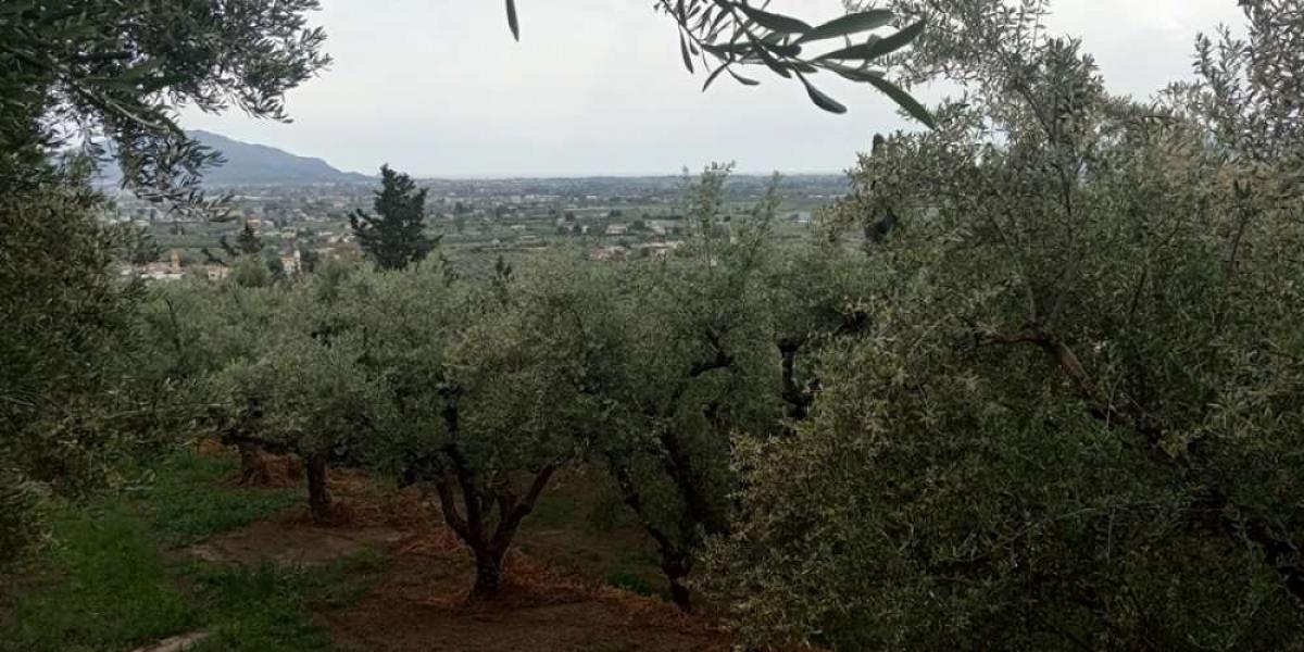 Picture of Residential Land For Sale in Zakinthos, Attica, Greece