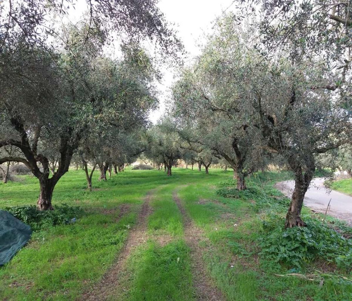 Picture of Residential Land For Sale in Zakinthos, Attica, Greece