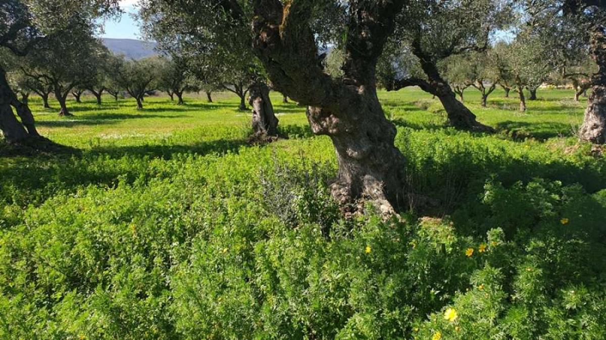 Picture of Residential Land For Sale in Zakinthos, Attica, Greece