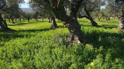 Residential Land For Sale in Zakinthos, Greece