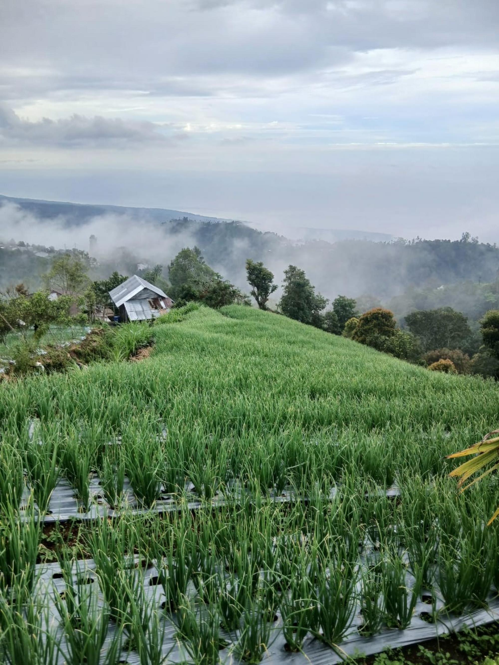 Farm For Sale in Singaraja, Bali, Indonesia