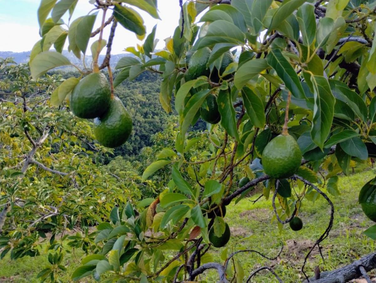 Picture of Farm For Sale in Barahona, Barahona, Dominican Republic