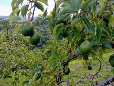 Farm For Sale in Barahona, Dominican Republic