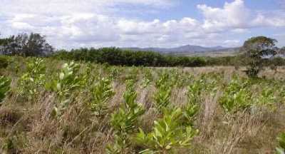 Farm For Sale in Rio San Juan, Dominican Republic