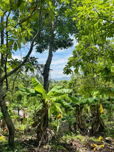 Farm For Sale in Jamao, Dominican Republic