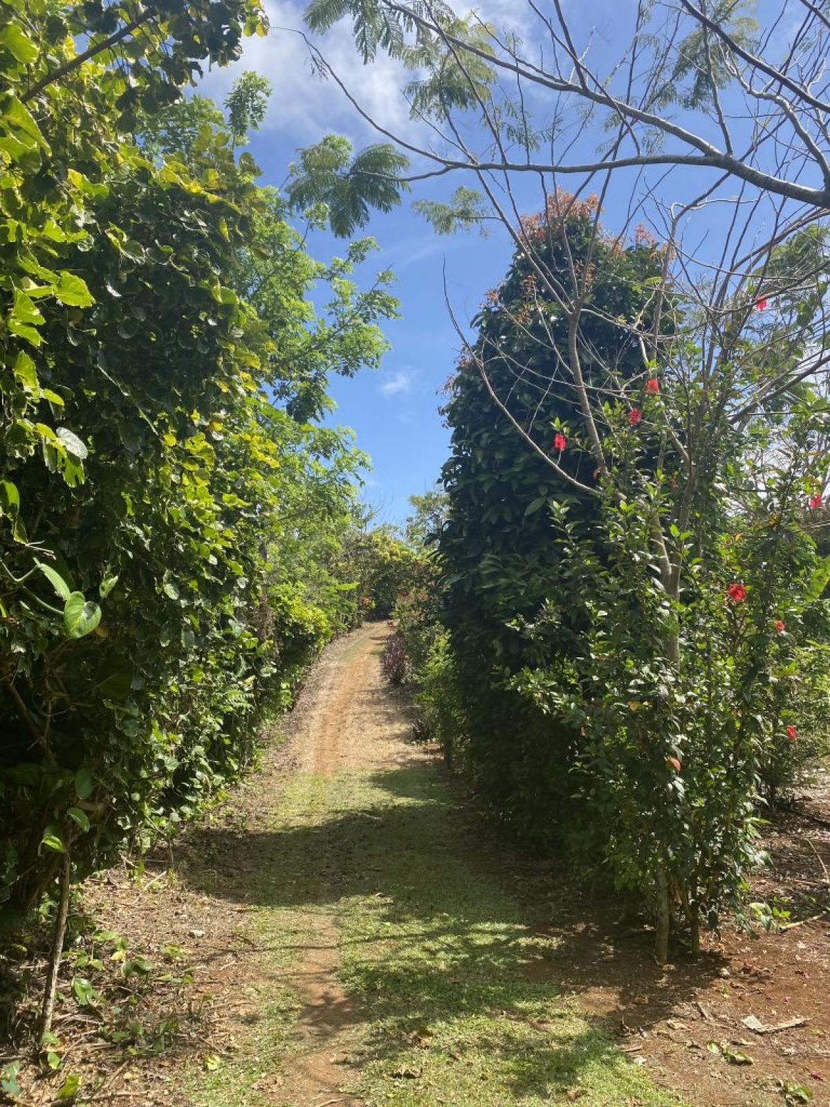 Picture of Farm For Sale in Cabrera, Maria Trinidad Sanchez, Dominican Republic