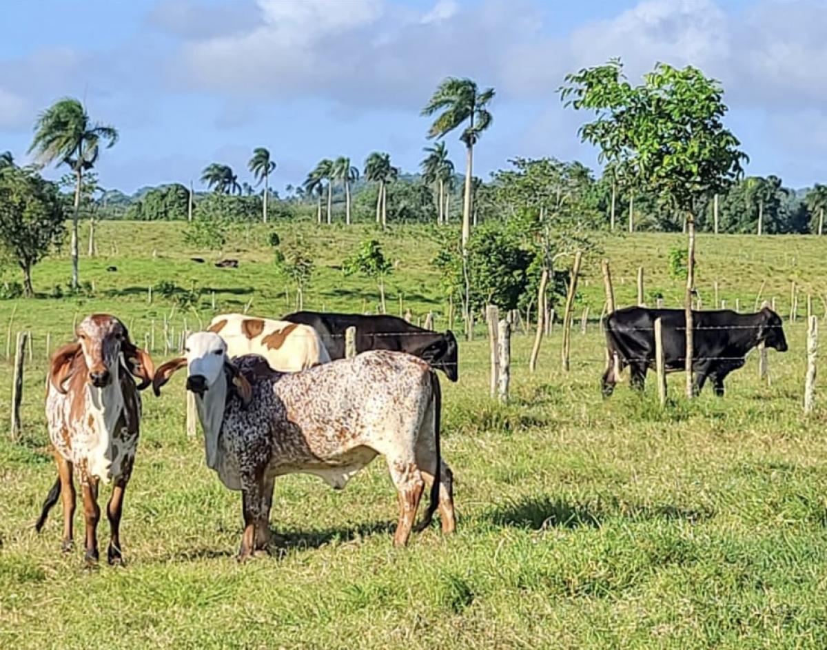 Picture of Farm For Sale in Rio San Juan, Maria Trinidad Sanchez, Dominican Republic