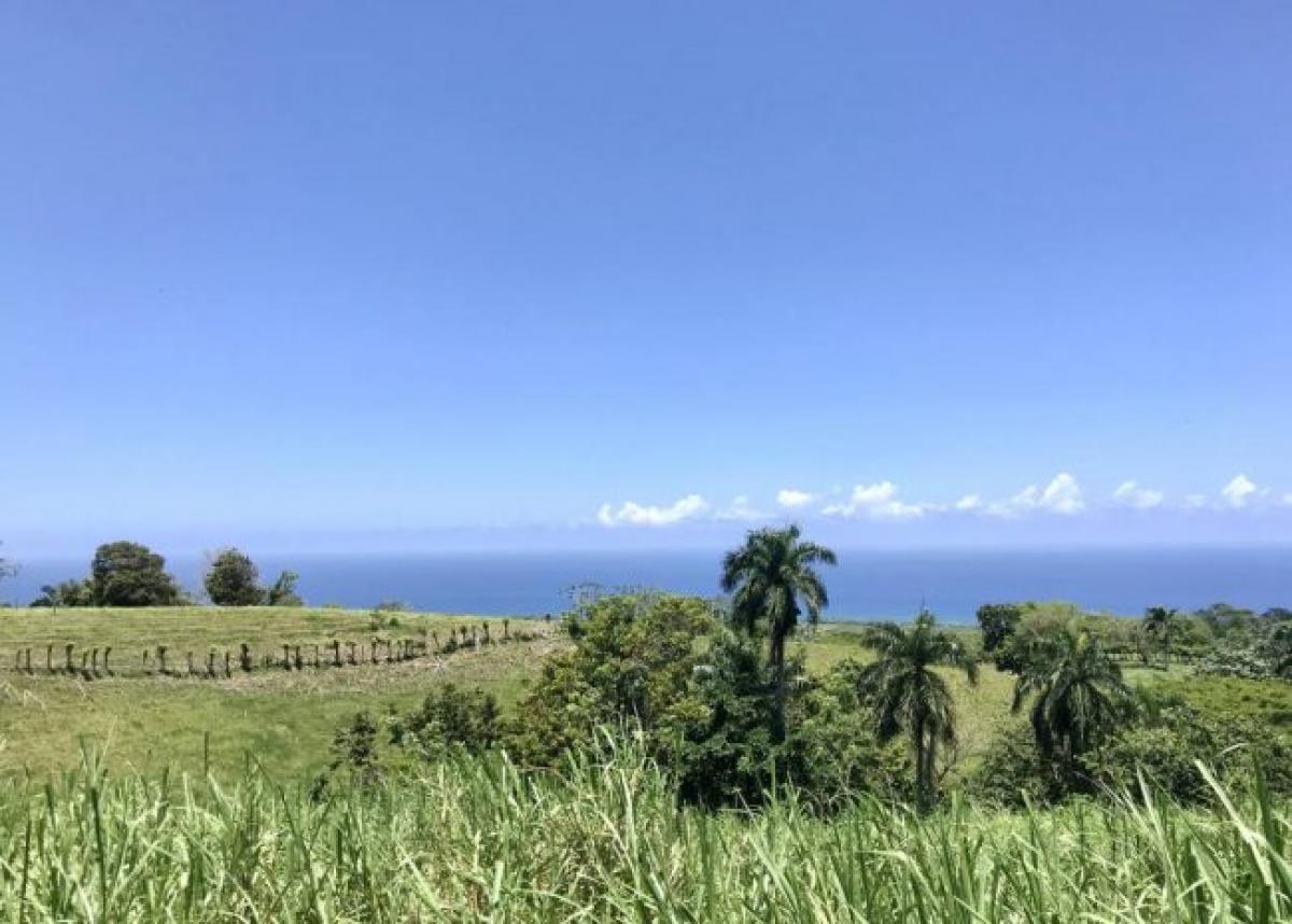 Picture of Farm For Sale in Cabrera, Maria Trinidad Sanchez, Dominican Republic