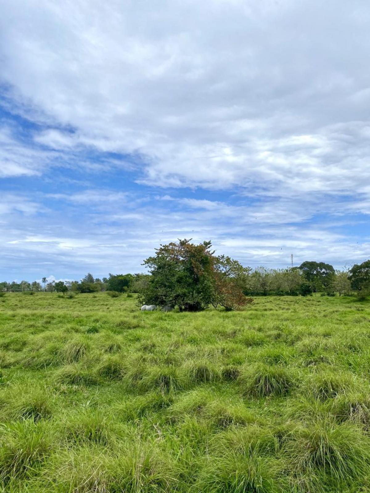 Picture of Farm For Sale in Cabarete, Puerto Plata, Dominican Republic