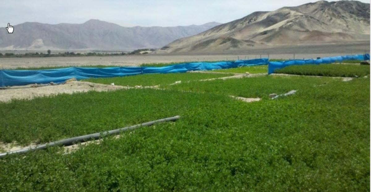 Picture of Commercial Land For Sale in Marcona, Ica, Peru