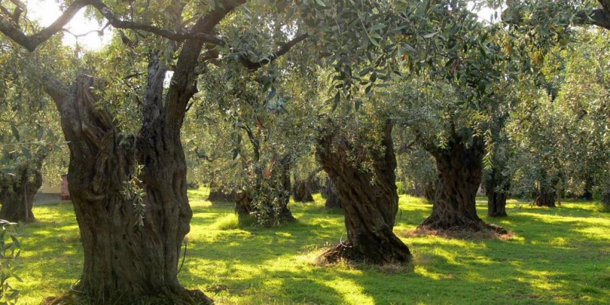 Picture of Commercial Land For Sale in Kalamata, Peloponnese, Greece