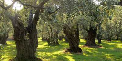 Commercial Land For Sale in