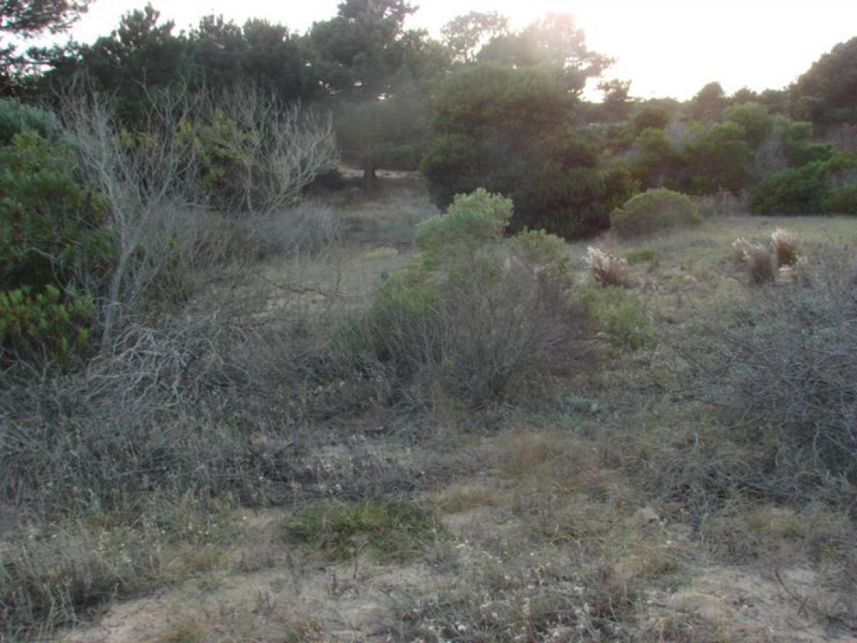 Picture of Residential Land For Sale in Maldonado, Maldonado, Uruguay