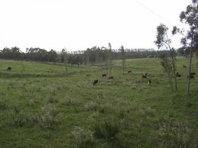 Farm For Sale in Maldonado, Uruguay