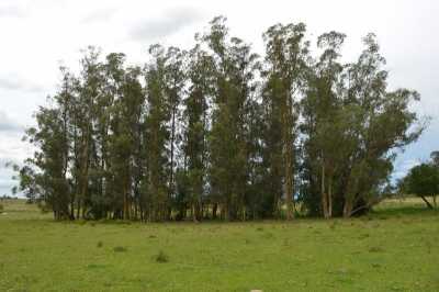 Farm For Sale in Canelones, Uruguay