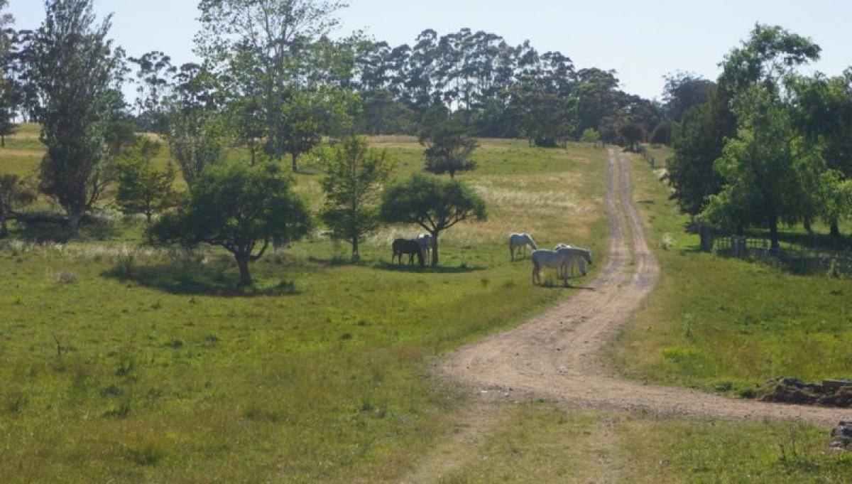 Picture of Farm For Sale in Maldonado, Maldonado, Uruguay