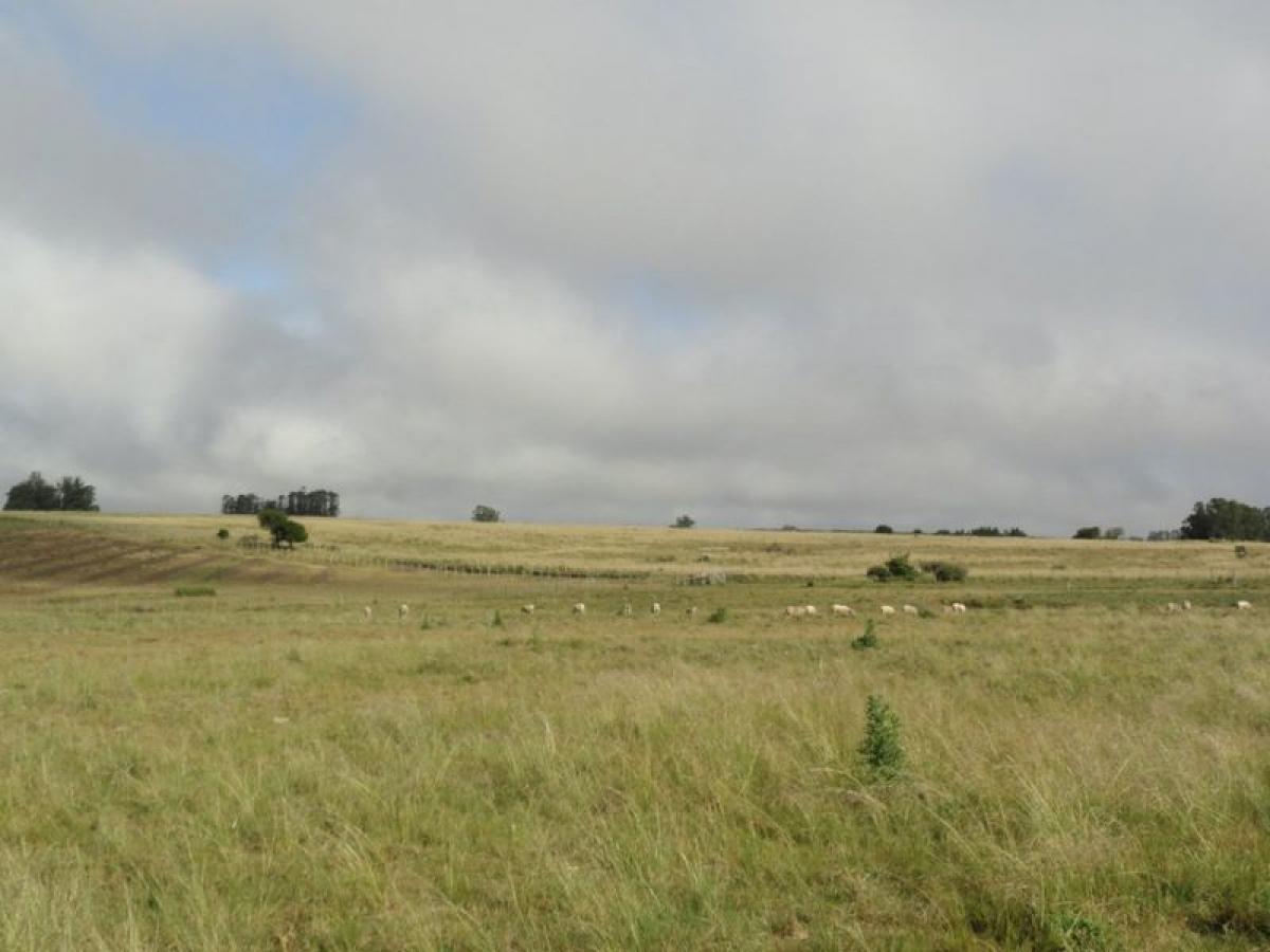Picture of Farm For Sale in Maldonado, Maldonado, Uruguay
