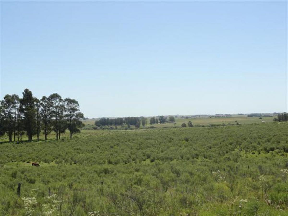 Picture of Farm For Sale in Maldonado, Maldonado, Uruguay