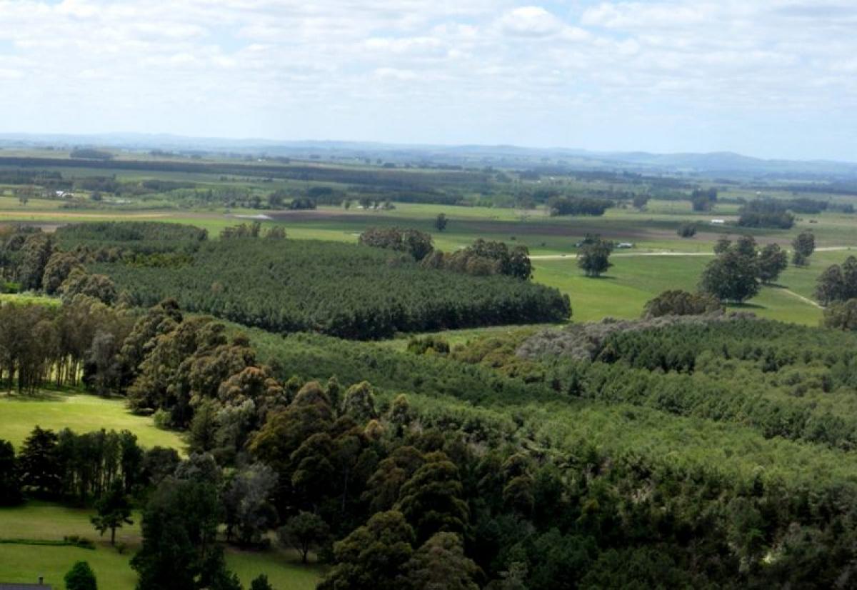 Picture of Farm For Sale in Maldonado, Maldonado, Uruguay