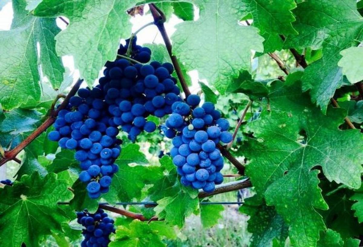 Picture of Residential Land For Sale in Region De O'Higgins, O'Higgins, Chile