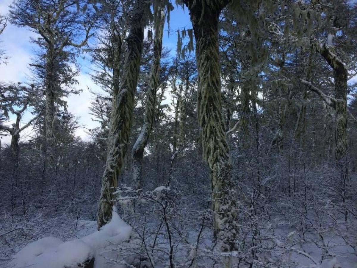 Picture of Condo For Sale in Region De Aysen, Aisen, Chile