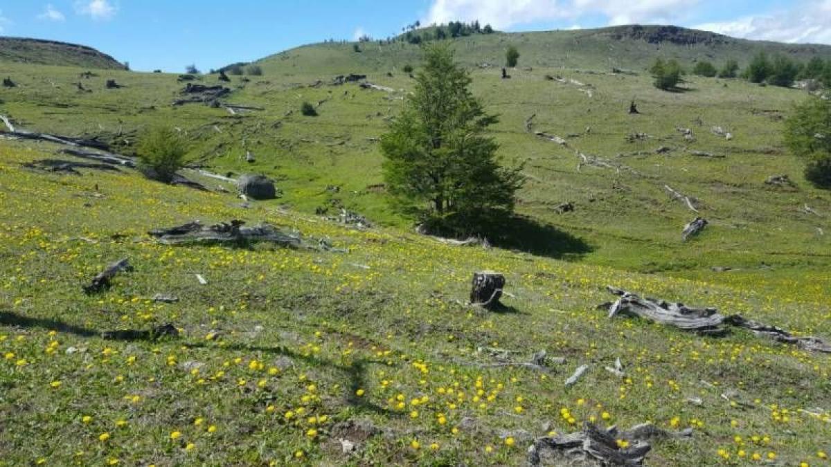 Picture of Residential Land For Sale in Region De Aysen, Aisen, Chile