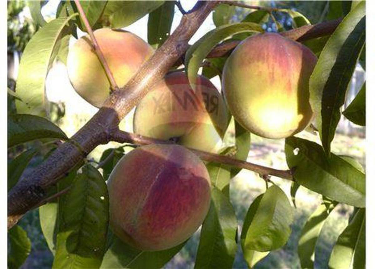 Picture of Home For Sale in Melipilla, Region Metropolitana
, Chile