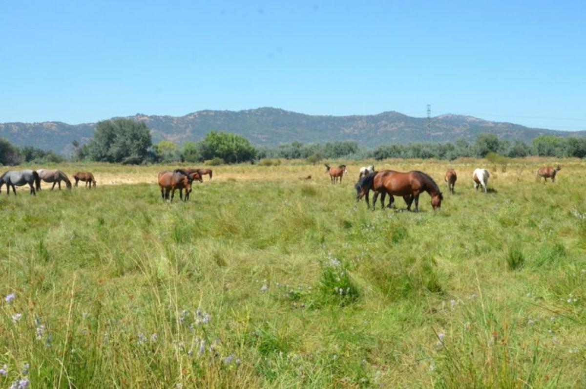 Picture of Condo For Sale in Region Del Maule, Maule, Chile