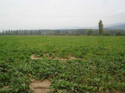 Residential Land For Sale in Region Del Maule, Chile