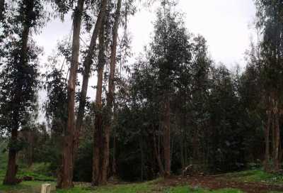 Home For Sale in Region De Valparaiso, Chile