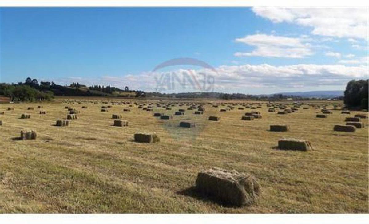 Picture of Residential Land For Sale in Region De Los Rios, Los Rios, Chile