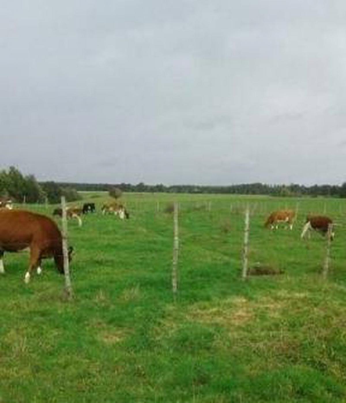 Picture of Residential Land For Sale in Region De Los Lagos, Los Lagos, Chile