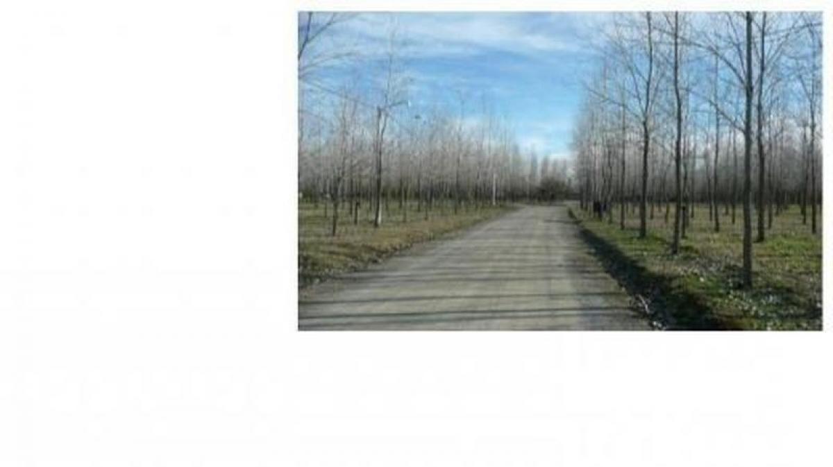 Picture of Farm For Sale in General Belgrano, Buenos Aires, Argentina