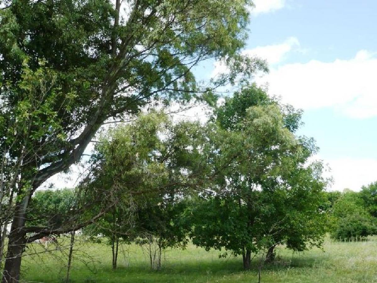Picture of Residential Land For Sale in Bs.As. G.B.A. Zona Sur, Buenos Aires, Argentina