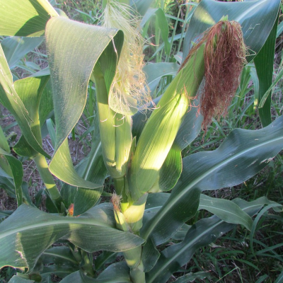 Home For Sale in Entre Rios, Argentina