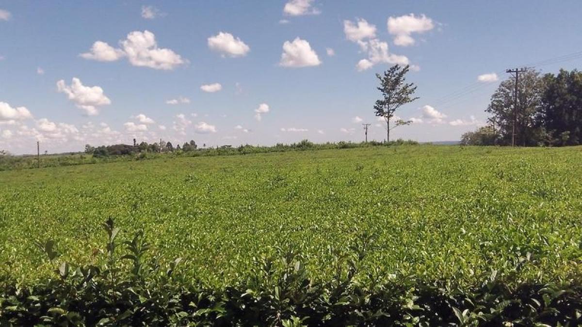 Picture of Farm For Sale in Misiones, Misiones, Argentina