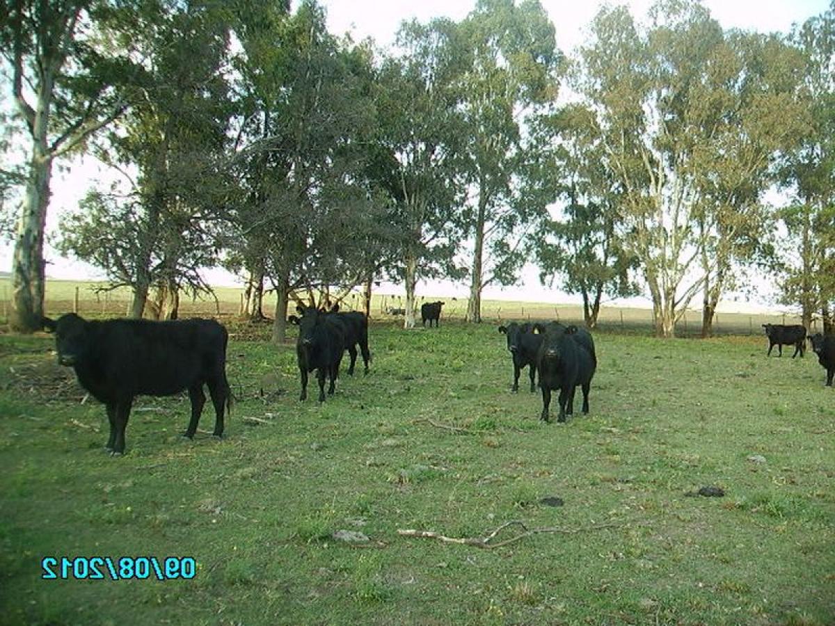 Picture of Home For Sale in Bahia Blanca, Buenos Aires, Argentina