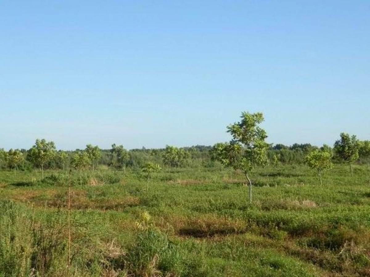Picture of Farm For Sale in Entre Rios, Entre Rios, Argentina