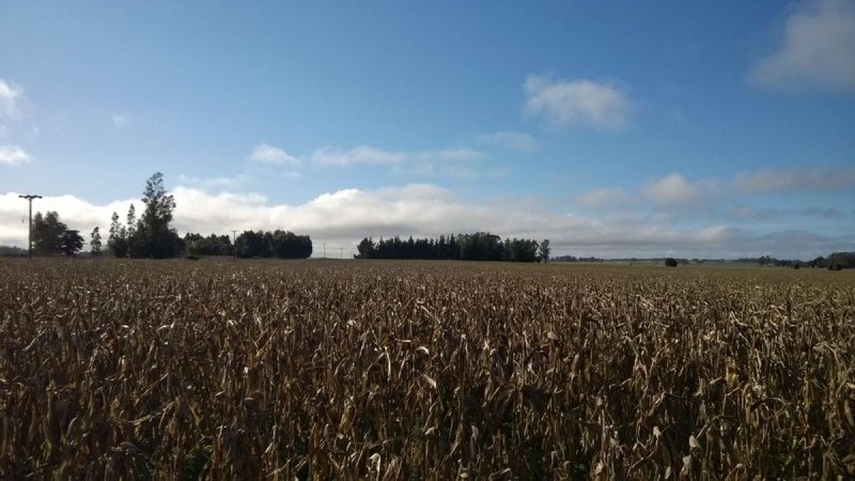 Picture of Farm For Sale in Balcarce, Buenos Aires, Argentina