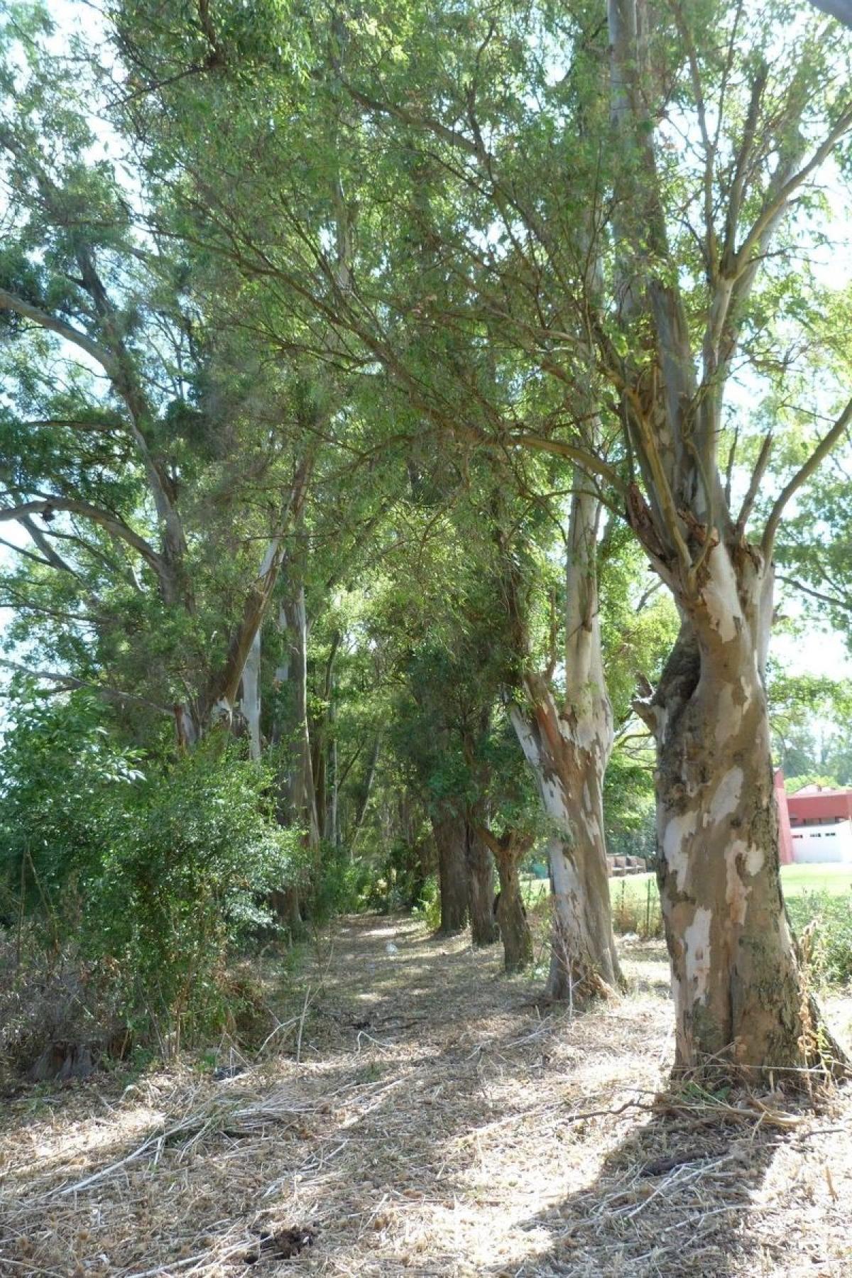 Picture of Residential Land For Sale in Exaltacion De La Cruz, Buenos Aires, Argentina