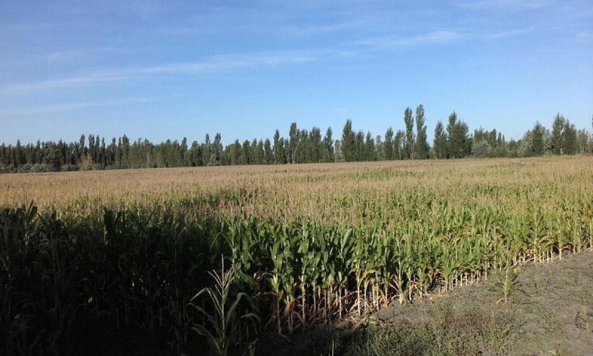 Picture of Farm For Sale in Rio Negro, Rio Negro, Argentina