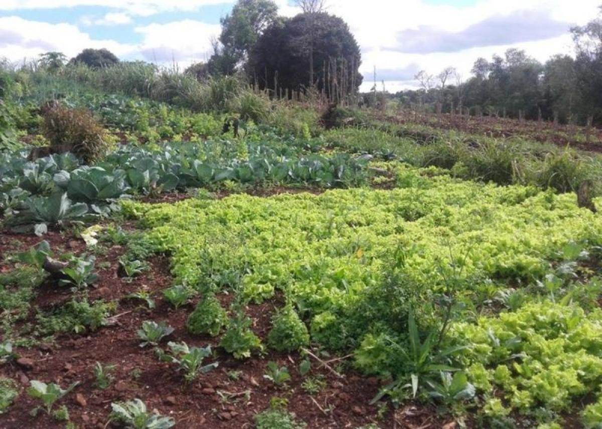 Picture of Farm For Sale in Misiones, Misiones, Argentina