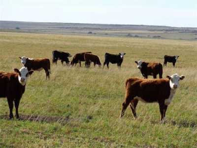 Home For Sale in La Pampa, Argentina